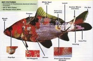 Koi Diseases Uncovered: Symptoms, Prevention, and Treatment Tips You Need to Know 2023