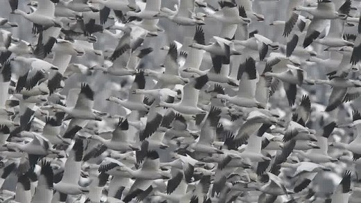 8.9K views · 490 reactions | Giant flocks of migrating Snow Geese are...