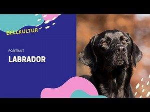 Labrador Was kann der sympathische Hund aus Kanada?