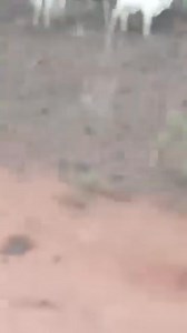 Breaking News in Oyo Alaafin Operation Truth or False led by Area Commander of The Nigeria Police Force detected daylight robbery at Laniba - Akodudu road Disclaimer We don't own copyright to the video or audio | Authority Fm Live