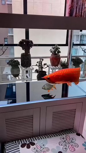 BLOODWORM INN AQUATIC & PET (@bloodworminn_aquatic_pet)’s videos with CHILL TIME - GraycK_13
