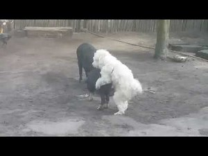 Funny Dog mating pig
