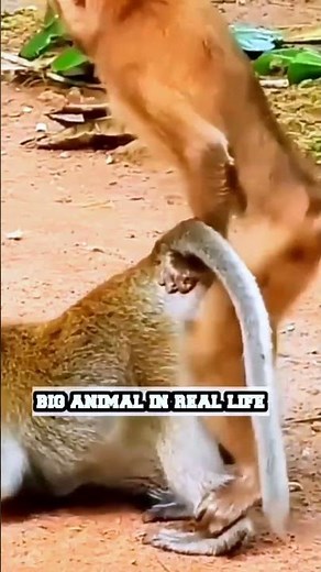 Monkey MATING-bandar funny playing - PLAYING Videos Compilation-ANIMALS & PETS WORLD😍🤣