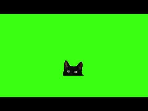 Green screen | The black cat looks out | Kitty | Video background | Footage | №54