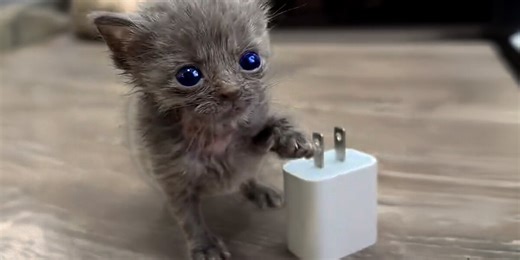 Micro Kitten Befriends An Eyeless Kitten