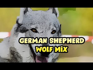 Wolf German Shepherd Mix Hybrid Dog Br