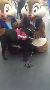 This video is very sweet but what you don't see is the amount of work that went into making this happen how proud I am of the whole situation. Jedi loves the characters at Disneyland, it wasn't always that way. We let them pet (they always ask) it's a wonderful training exercise. The first time we went to Disneyland Jedi was a puppy and not so fond of the characters. We have been exposing Jedi to all different types of scenarios since he was a puppy so can remain focused and calm wherever we wen