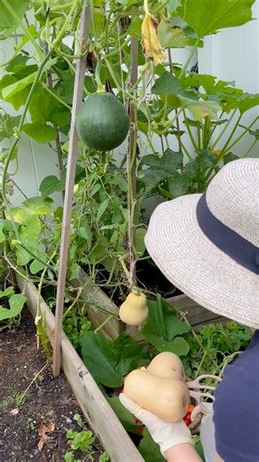 Harvesting 3 butternut squash from the vine! 🧡 Nothing like homegrown goodness—who else is growing their own food? 🍽🌿 #GardenHarvest #ButternutSquash #GrowYourOwn | Che Thompson