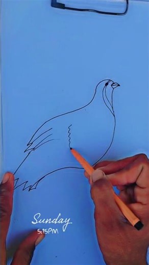 Titar Bird Drawing | Easy Partridge Drawing Step by Step | Simple Bird Sketch