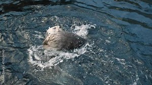 View of the Sea otters playing in the water. Cute furry sea otter family, two marine mammals, adorable cuddly wild aquatic animals swimming in ocean water in an oceanarium. High quality 4k footage