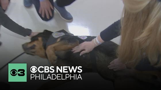 Service dogs help Pennsylvania hospital workers decompress amid stressful job
