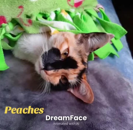 Lola Lee (@lola.lee55)’s videos with original sound - Lola Lee