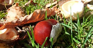 Comment réussir la cuisson des marrons ?