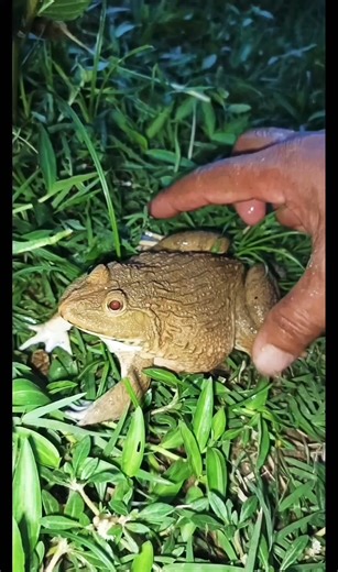 Amazing funny frogs' jumping🐸😁 #frog #funny #animals