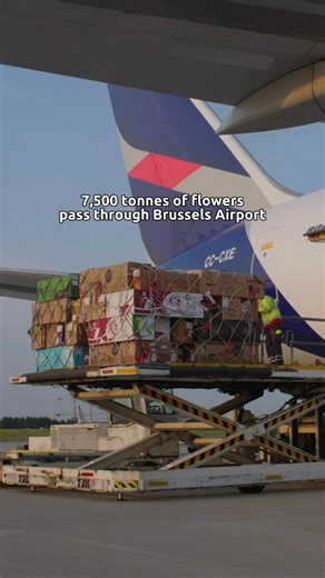 Did you know that as Valentine's Day approaches, around 7,500 tonnes of flowers pass through Brussels Airport? They come from major flower-producing countries like Ecuador, Uganda, and Kenya. Our colleagues work hard behind the scenes to make sure that every flower arrives fresh and ready to make someone smile. ❤️ | Brussels Airport