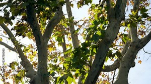 Tree crown and spotted bark of platanus orientalis. Tilted up view of beautiful tree growing in botanical garden in Barcelona. Spain. 4K Stock Video