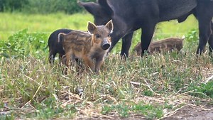 Wild Boar Pictures - AZ Animals