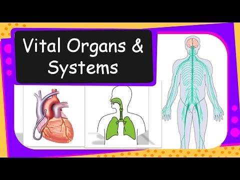 Science - Human Vital Organs and Systems Overview - English