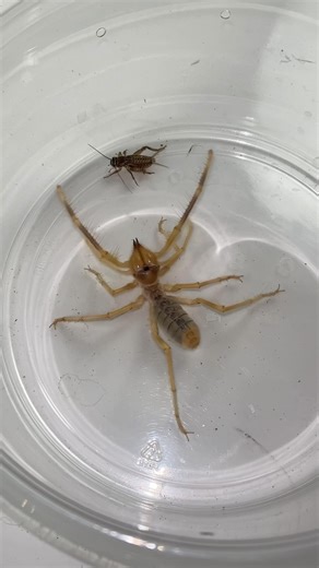 18K views · 55 reactions | Camel Spider Vs. Cricket The camel...