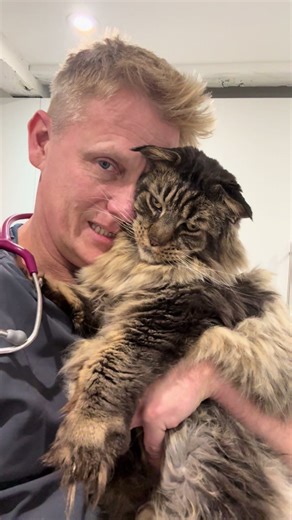 Maine Coon Recovery: Logan's Journey to Health