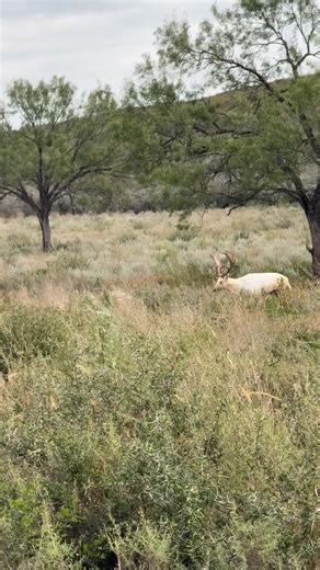 Fallow are in FULL on Rut down here and if you have a hard time spotting them, you can sure smell them. #fallowdeer #fallow #fallowbuck #hunting #rut #southtexashunting | Alpha Outfitters