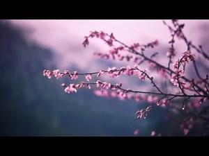 Peaceful relaxing music | Spring screensaver video
