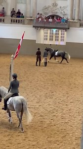 Well done! Pluto Alea, our 4 year old youngster, proudly shows his daily training progress of the three basic gaits on the longe to the interested visitors at the morning program „ work with the young stallions“ in the famous riding hall in Vienna. www.srs.at #spanishridingschool #lipizzaner #vienna #art | Spanische Hofreitschule