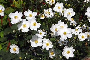 How To Grow Anemones For Easy, Colorful Blooms