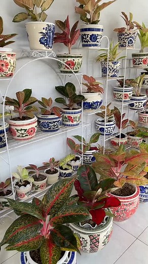 Stunning Indoor Potted Plant Display Ideas