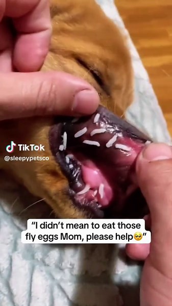 I forgive you🥺💔 #petsoftiktok #giftideas #mydog