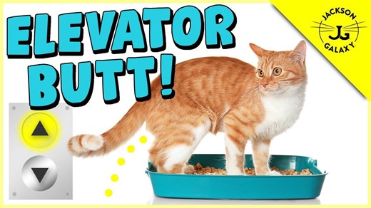 Is Your Cat Peeing Outside The Litter Box?