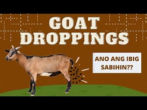 GOAT DROPPINGS: WHAT DO THEY MEAN?? || GOAT FARMIING