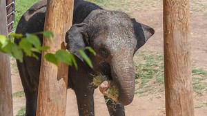 Oklahoma City Zoo’s endangered Asian elephant Asha is pregnant