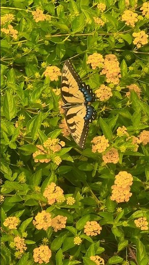 Up Close with an Eastern Tiger Swallowtail Butterfly! #nature #naturelovers #butterfly