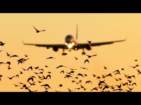 What Really Happens When Birds Fly Into A Plane Engine
