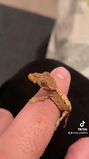 How to feed a baby crested gecko