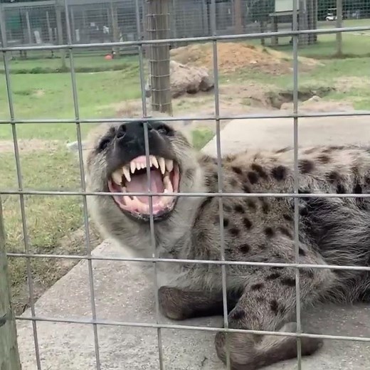 Scared Hyena Making A Laughing Sound