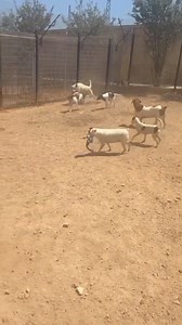 6.5K views · 253 reactions | Our beloved dogs enjoying themselves in AAA sanctuary. 勺冀 | Association for Abandoned Animals | Facebook