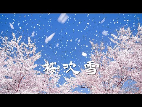 [4k] 桜吹雪 - A shower of cherry blossom petals looks like snowing in the spring - (shot on BMPCC6K)
