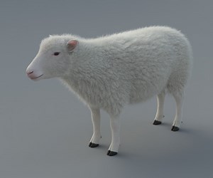 ArtStation - 3D Animal | Sheep | Resources