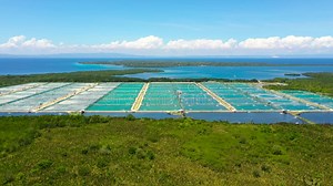 The Shrimp Farming in Philippines. Stock Footage - Video of lake, aquaculture: 418772160