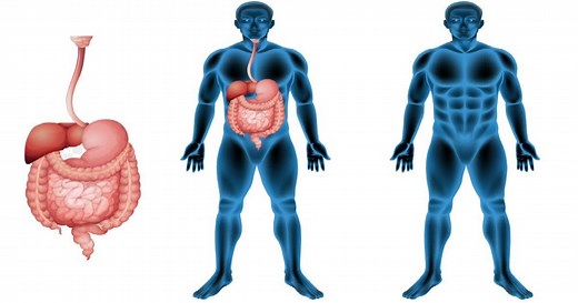 Sistema digestório: qual sua função e todos os órgãos envolvidos