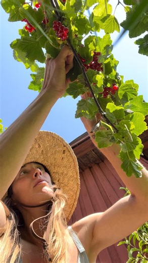 Therese Zätterqvist on Instagram: "🍷 GÖR EGEN VINBÄRSCIDER 🍷 Vad ska man göra med alla röda vinbär undrar ni? För vinbär är ju inte särskilt gott i sig, om ni frågar mig 🥴 Men vinbärscider/vin är gött och ganska enkelt att göra!Haka på, det är ju HÖGT tid att plocka av alla vinbär nu! DU BEHÖVER: 5 kg röda vinbär 2 kg socker 5 liter vatten Cider eller vinjäst Hink att jäsa cidern i Vattenlås Desinfektionsmedel Köksvåg Du kommer också att behöva mindre kärl att jäsa cidern i samt flaskor att
