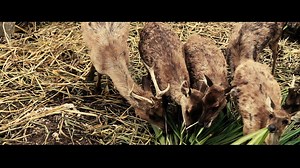 10K views · 316 reactions | Welcome to the Wild! | Cebu Safari & Adventure Park | Facebook