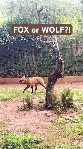 World’s Weirdest Wolf? Maned Wolf Walking