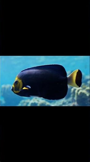 The Conspicuous Angelfish(Chaetodontoplus conspicillatus)