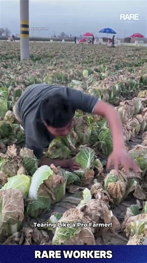 Green Napa Cabbage, But Man Peels Fast 🥗