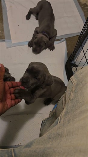 puppies learning tricks already #puppy #canecorso #dogbreed