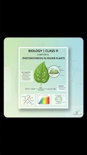 class 11 biology chapter 13