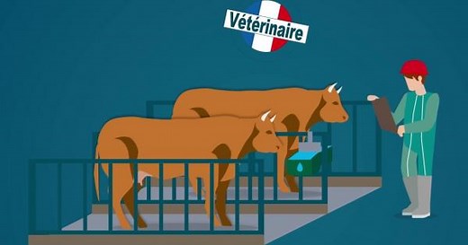 Les étapes d'abattage des animaux à l'abattoir | Environnement & Ethique | La-Viande.fr